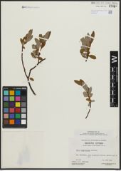 Foto von Salix argyrocarpa Andersson
